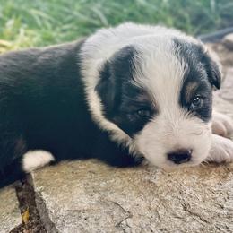 Leah - Black tri-color female Australian Shepherd puppy in Wauneta, Nebraska from 4H Aussies
