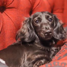Willow - Dachshund