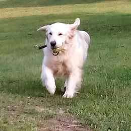 Irma - Golden Retriever