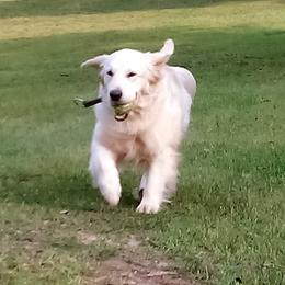 Irma - Golden Retriever