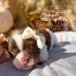 PhaNcee - Chocolate, tan and white female Yorkshire Terrier puppy in Prosper, Texas from DaintyDawlz