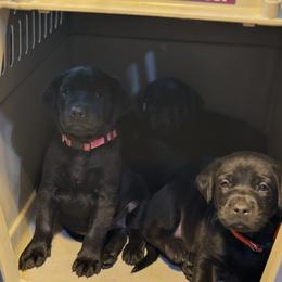Labrador Retriever Puppies from Ozatonka British Labs