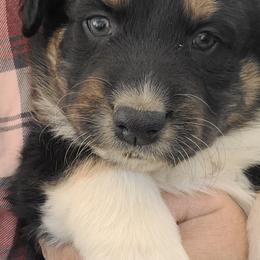 Australian Shepherd Puppies from Long Mt Aussies