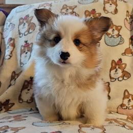 Maneet - Red female Pembroke Welsh Corgi puppy in Rensselaer, Indiana from Sharand MAS and Pembroke Welsh Corgis