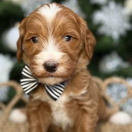 Yukon -Gray collar male - Red  male Goldendoodle puppy in Yuciapa, California from AlltheDoodlez_