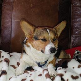 Pembroke Welsh Corgis from Str8edge Corgis