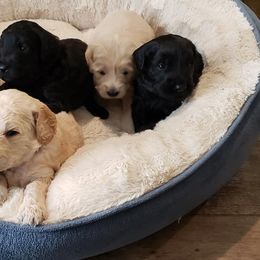 Goldendoodles from A&W Doodles