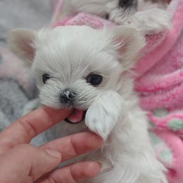 Companion Cross, Mal-Shi, Maltese, Maltipoo, Morkie, and Shih Tzu Puppies from Seeking Shalom Acres Maltese, Maltipoos & Havamalts