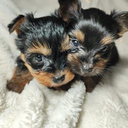 Frosty - Black and tan male Yorkshire Terrier puppy in Surprise, Arizona from Enchanted Yorkies