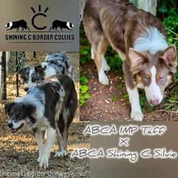 Silvie - Border Collie