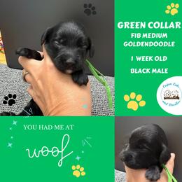 Bear: Green Collar - Black male Goldendoodle puppy in Raceland, Louisiana from Cajun Doodles