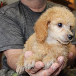 English Springer Spaniel and Poodle Puppies from Haskeez