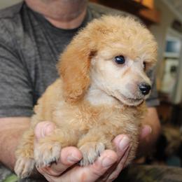 English Springer Spaniel and Poodle Puppies from Haskeez