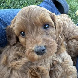 Goldendoodle and Labrador Retriever Puppies from BV Labs & Doodles