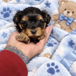 Rocky - Black and tan male Yorkshire Terrier puppy in Cheektowaga, New York from Renee’s Pawfectly Pampered Yorkies