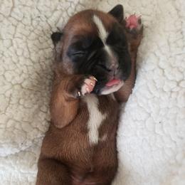 Boxer Puppies from Deutsche Boxer Von Exquisiten