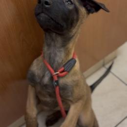 Belgian Malinois Puppies from Lion and The Lamb Kennel