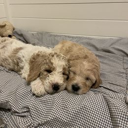 Goldendoodle Puppies from Samara Farms