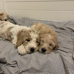 Goldendoodle Puppies from Samara Farms