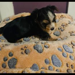 Traditional white stripe on head - Black and tan male Yorkshire Terrier puppy in Ohio from Britt n Cindys Yorkshire Terriers