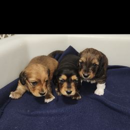 Dachshund Puppies from Crowned Doxies