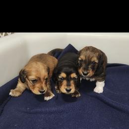 Dachshund Puppies from Crowned Doxies