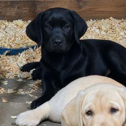Girl 3 - Black female Labrador Retriever puppy in Andrews, South Carolina from Leyland Cypress Retrievers
