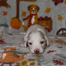Black collar - Cream male Dachshund puppy in Poteau, Oklahoma from Sisters Dazzling Dachshunds