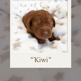 Girl 5 - Australian Labradoodle puppy in Chelsea, Michigan from Michigan Labradoodles