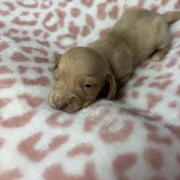 Maddie - Cream female Dachshund puppy in Lake City, Florida from My Ditzy Doxies of Florida