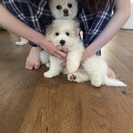 Coton de Tulear Puppies from Cotoncutie