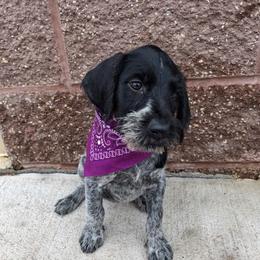 Girl 3 - Black and white female German Wirehaired Pointer puppy in Potosi, Wisconsin from Point and Flush Gun Dogs
