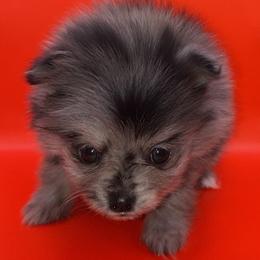 Girl 1 - Blue merle female Pomeranian puppy in Windham, Maine from New England Exotic Pomeranians