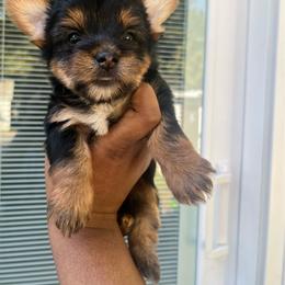 Darla 2300 - Black and tan female Yorkshire Terrier puppy in Gastonia, North Carolina from Banks Dynasty Kennel