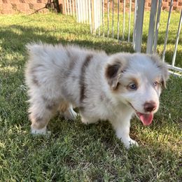 Charlie - Red merle male Australian Shepherd puppy in Glendale, Arizona from Woodard Aussies