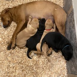 German Shorthaired Pointer, Labrador Retriever, and Working Cross Puppies from Upland Valley Kennels