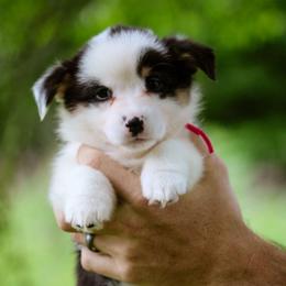 Naomi - Black and tan female Pembroke Welsh Corgi puppy in South Otselic, New York from Ridge Top Corgis
