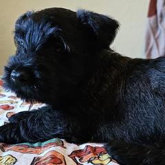 Grey - Scottish Terrier puppy from Hometown Scotties