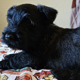 Grey - Scottish Terrier puppy from Hometown Scotties