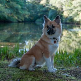 Icelandic Sheepdogs from Lukehaven Icelandic Sheepdogs