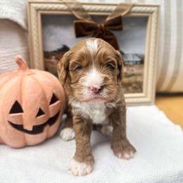 Mickey - Caramel ice male Australian Labradoodle puppy in Palmdale, California from Pixie Doodle Paws