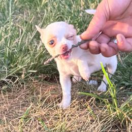 Pearl AKC (tiny) - White female Chihuahua puppy in Seneca, Missouri from Stephanie’s Puppy Colony
