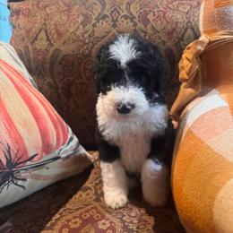 Emerald - Black and white male Bernedoodle puppy in Carmichaels, Pennsylvania from JensenBelle Doodles