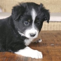 Lexi - Miniature Australian Shepherd puppy in Roseville, California from Golden State Mini Aussies