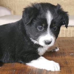 Lexi - Miniature Australian Shepherd puppy in Roseville, California from Golden State Mini Aussies