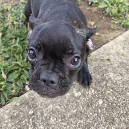 Cindy - Brindle female French Bulldog puppy in Capitol Heights, Maryland from Heritage Bully Co.