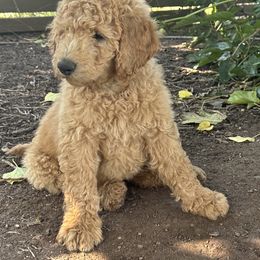 Green Collar Boy - Cream male Goldendoodle puppy in Escalon, California from Silveira’s Golden Doodles