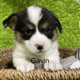 Aussiedoodle, Cavapoo, Cockapoo, and Pembroke Welsh Corgi Puppies from Cobbs Creek Canines