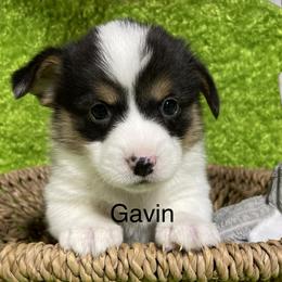 Aussiedoodle, Cavapoo, Cockapoo, and Pembroke Welsh Corgi Puppies from Cobbs Creek Canines