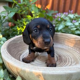 Queso - Black and tan female Dachshund puppy in Olathe, Colorado from Rocking LJ Breeding